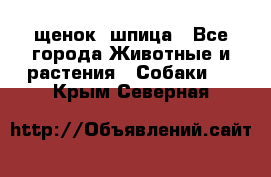 щенок  шпица - Все города Животные и растения » Собаки   . Крым,Северная